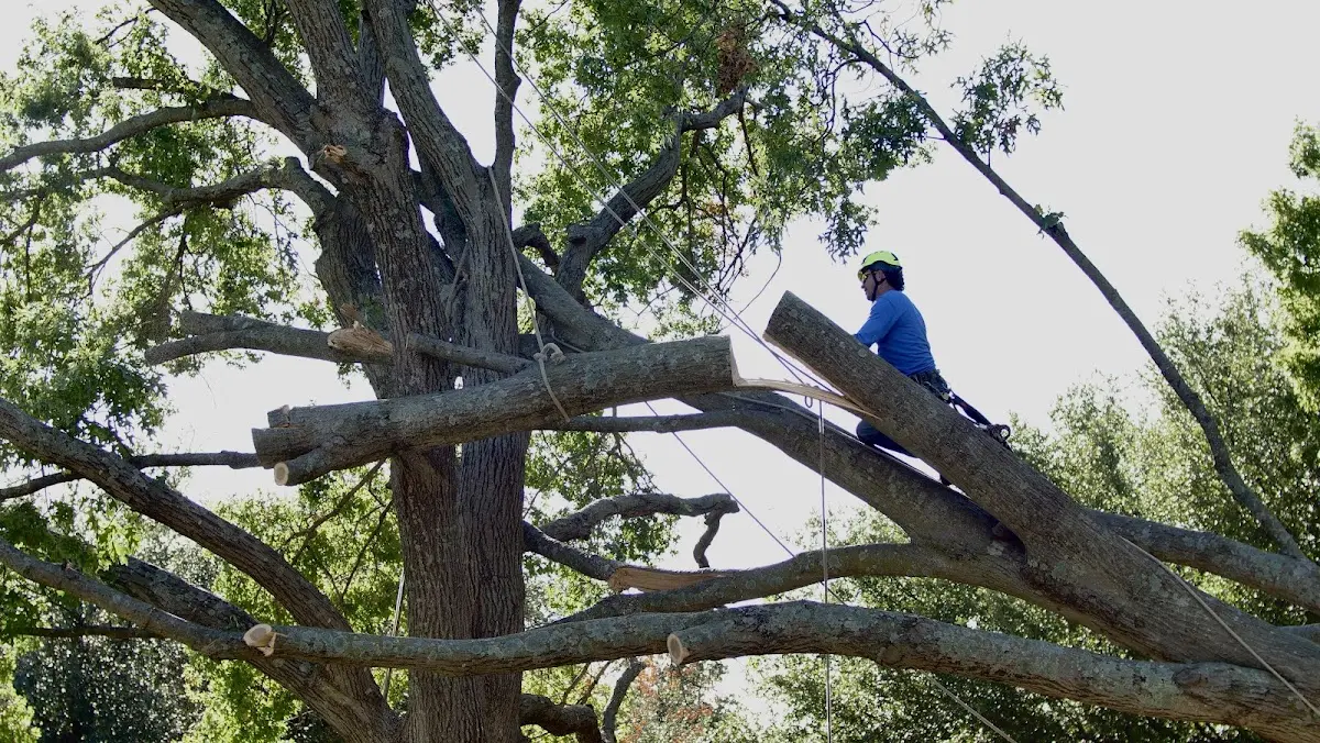 Professional Hazardous Tree Removal performed by certified arborists in Stroh